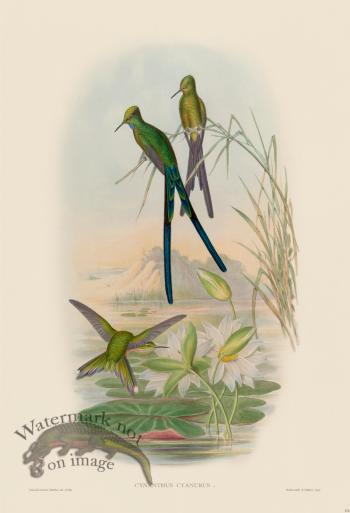 Gould Hummingbird 172